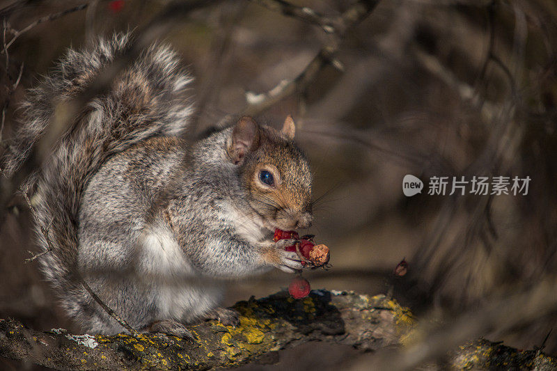 Écureuil gris， (Sciurus carolinensis)，东部灰松鼠。